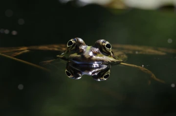 wasserfrosch04