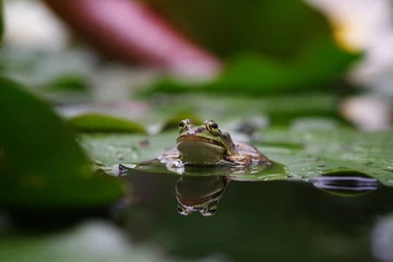 wasserfrosch5