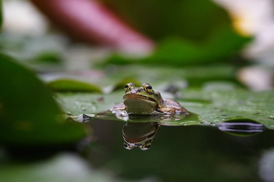 wasserfrosch5