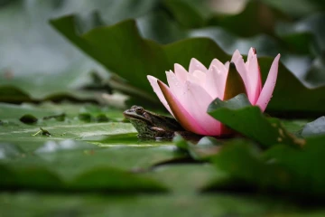 wasserfrosch6