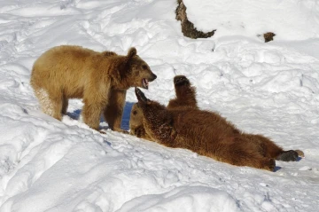 baer spielen2
