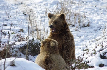 baer01