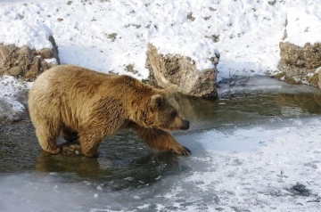 baer03