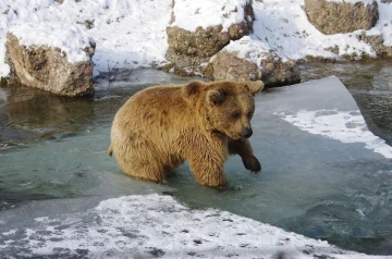 baer04
