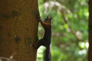 eichhoernchen hang