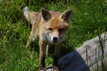 fuchs 04