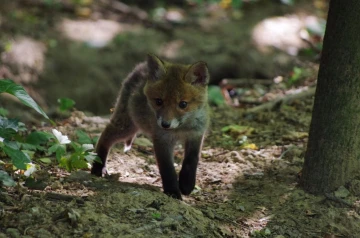 fuchs 08