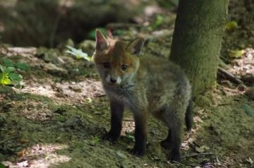 fuchs 09