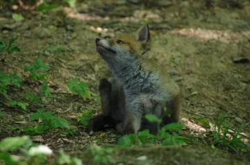 fuchs 11