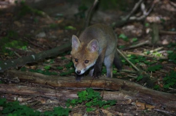 fuchs 14