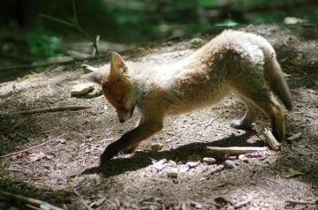 fuchs 16
