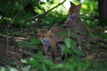 fuchs 17