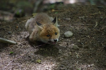 fuchs 22