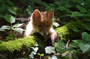 fuchs 27