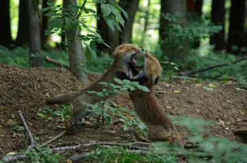 fuchs 38