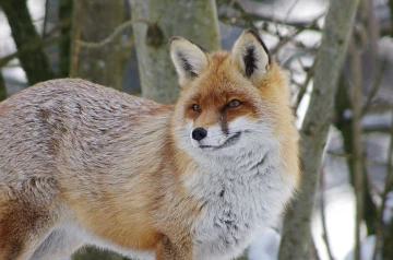 fuchs 42