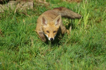 fuchs anschleichen