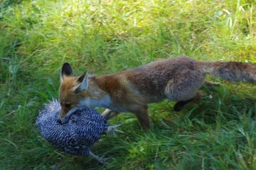 fuchs huhn1
