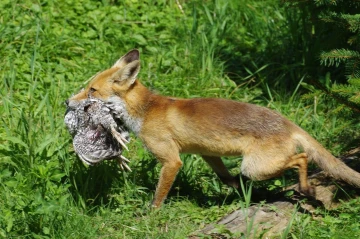 fuchs huhn2