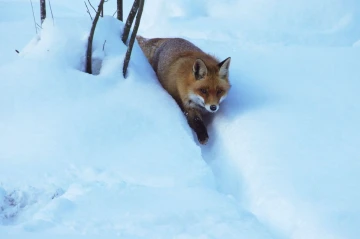 fuchs im schnee1