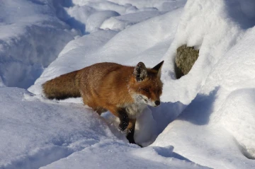 fuchs im schnee10