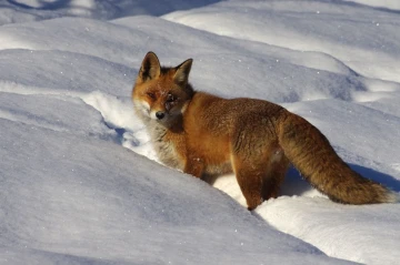 fuchs im schnee11