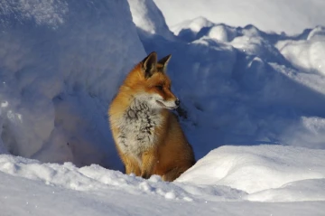 fuchs im schnee12