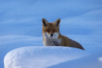 fuchs im schnee13