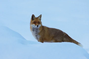 fuchs im schnee2