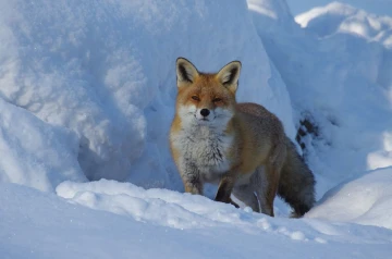 fuchs im schnee3