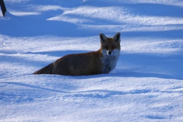 fuchs im schnee4
