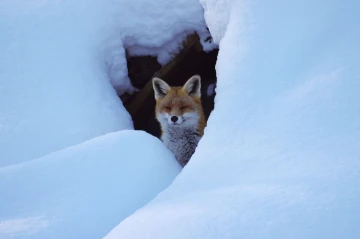 fuchs im schnee5