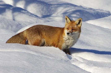 fuchs im schnee6