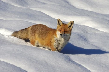 fuchs im schnee7