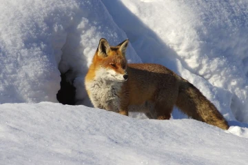 fuchs im schnee8