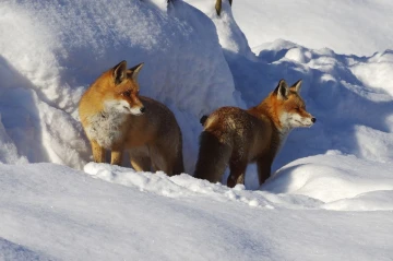 fuchs im schnee9