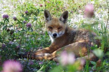 fuchs liegt