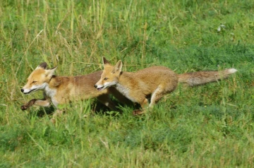 fuchs rennen
