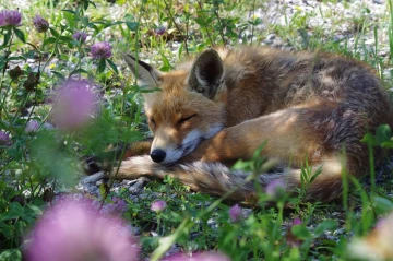 fuchs schlaft