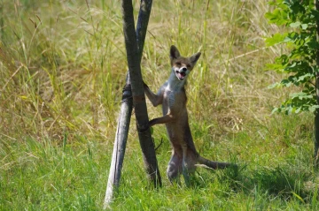 fuchs steht