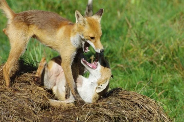fuchs streit