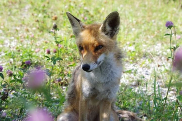 fuchs51