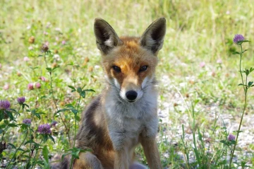 fuchs52