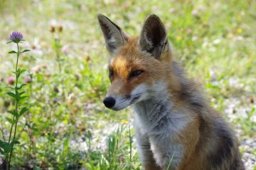 fuchs53