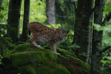 luchs 4