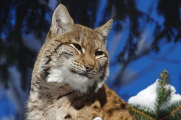 luchs himmel