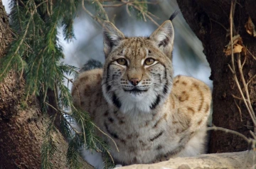 luchs01