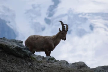 steinbock 3