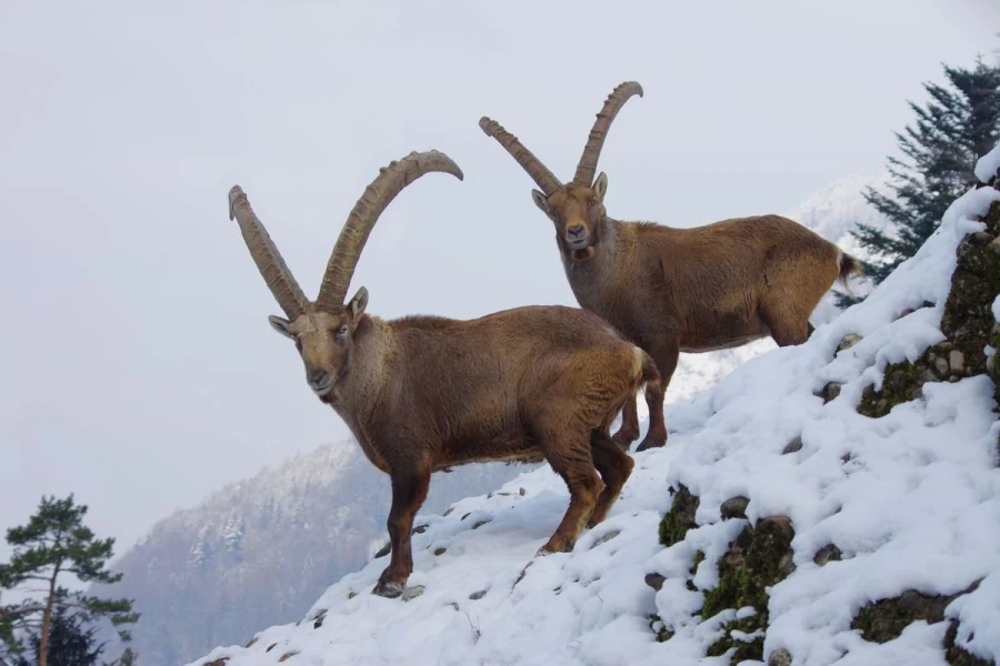 steinbock01