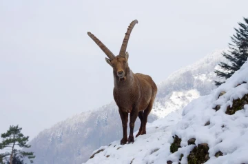 steinbock02